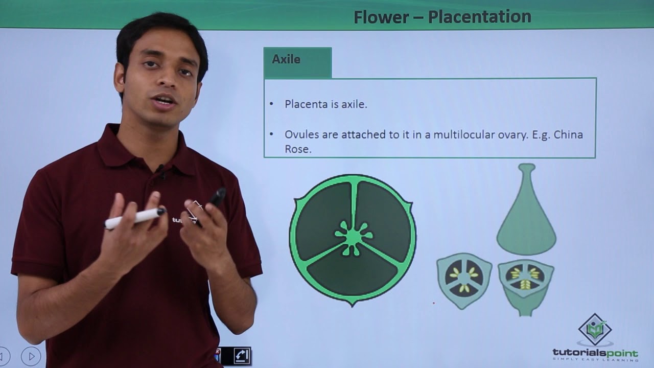 Class 11th – Flower – Placentation | Morphology of Flowering Plants | Tutorials Point