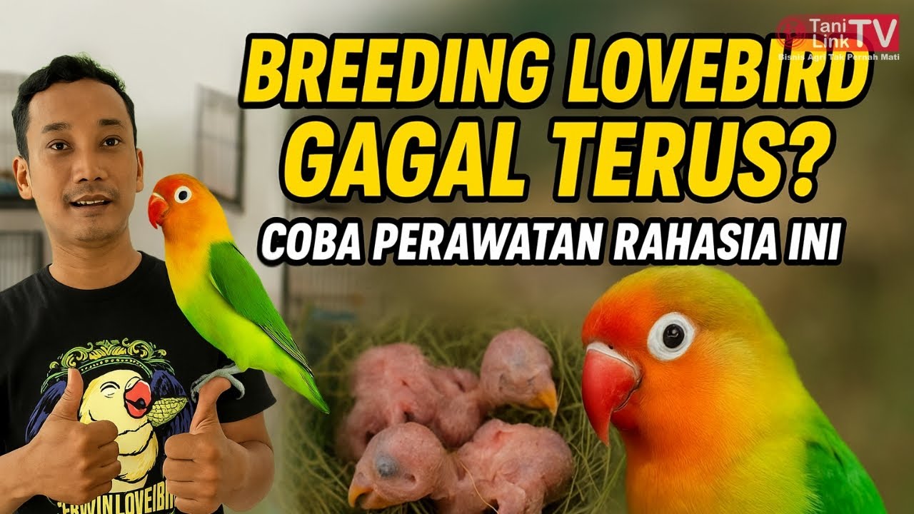 Cara Merawat Lovebird untuk Breeding Biar Cepat Produksi