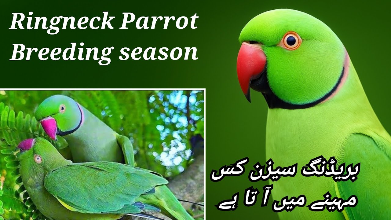 Ringneck Parrot breeding season 🦜 | Ringneck Parrot breeding season kab ata he ?