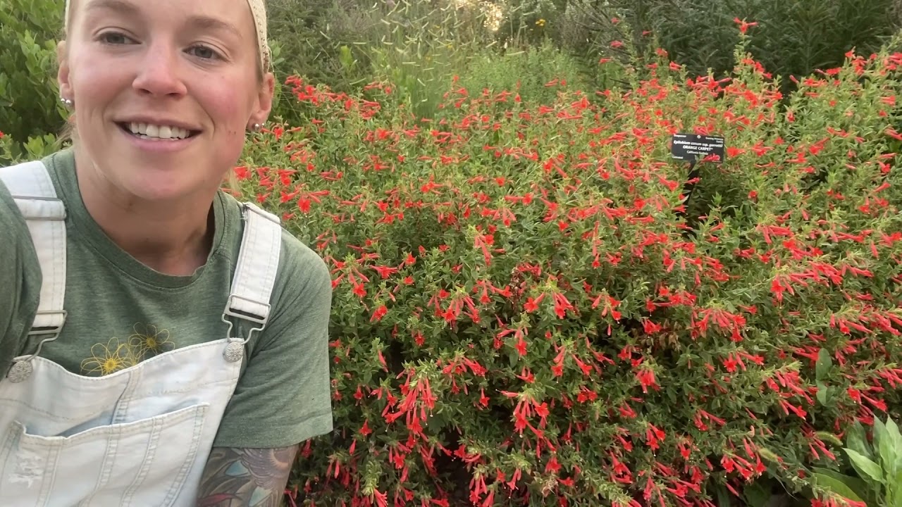Attract Hummingbirds With ORANGE CARPET® Hummingbird Trumpet
