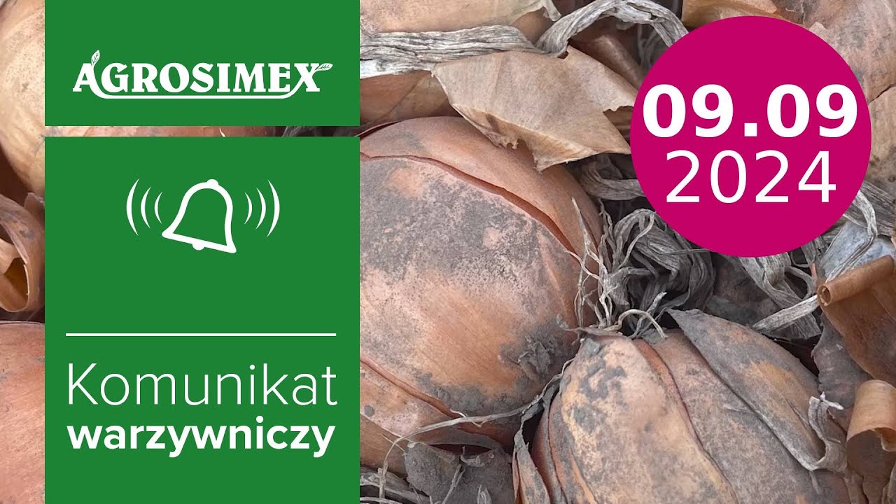 Podsumowanie sezonu cebulowego🧅 2024 - komunikat warzywniczy | Agrosimex