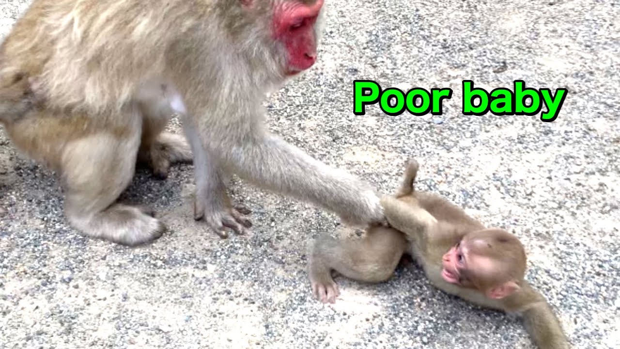 【SNOW MONKEYS】199( breakfast & dinner) Jigokudani monkey park korakukan Tokkuri baby monkey daily 雪猿