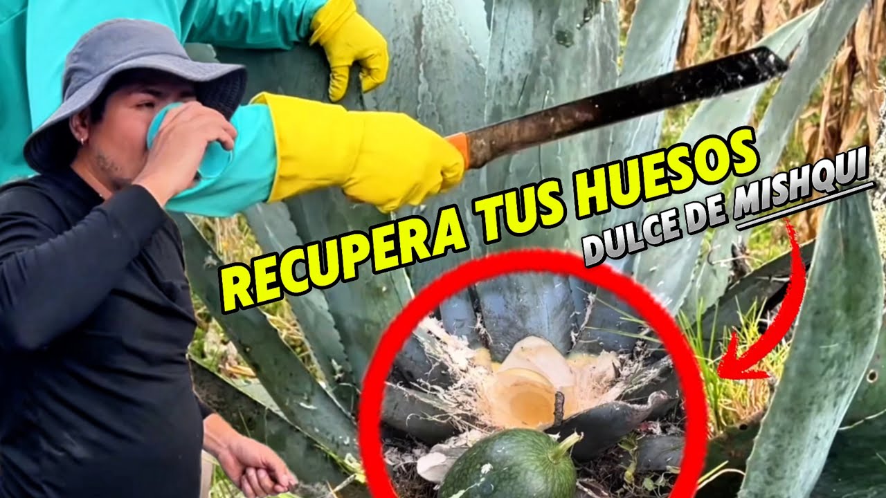 TIENES DOLOR EN LOS HUESOS EL MISHQUI LO CURA 🇪🇨 | Cojitambo Por El Mundo