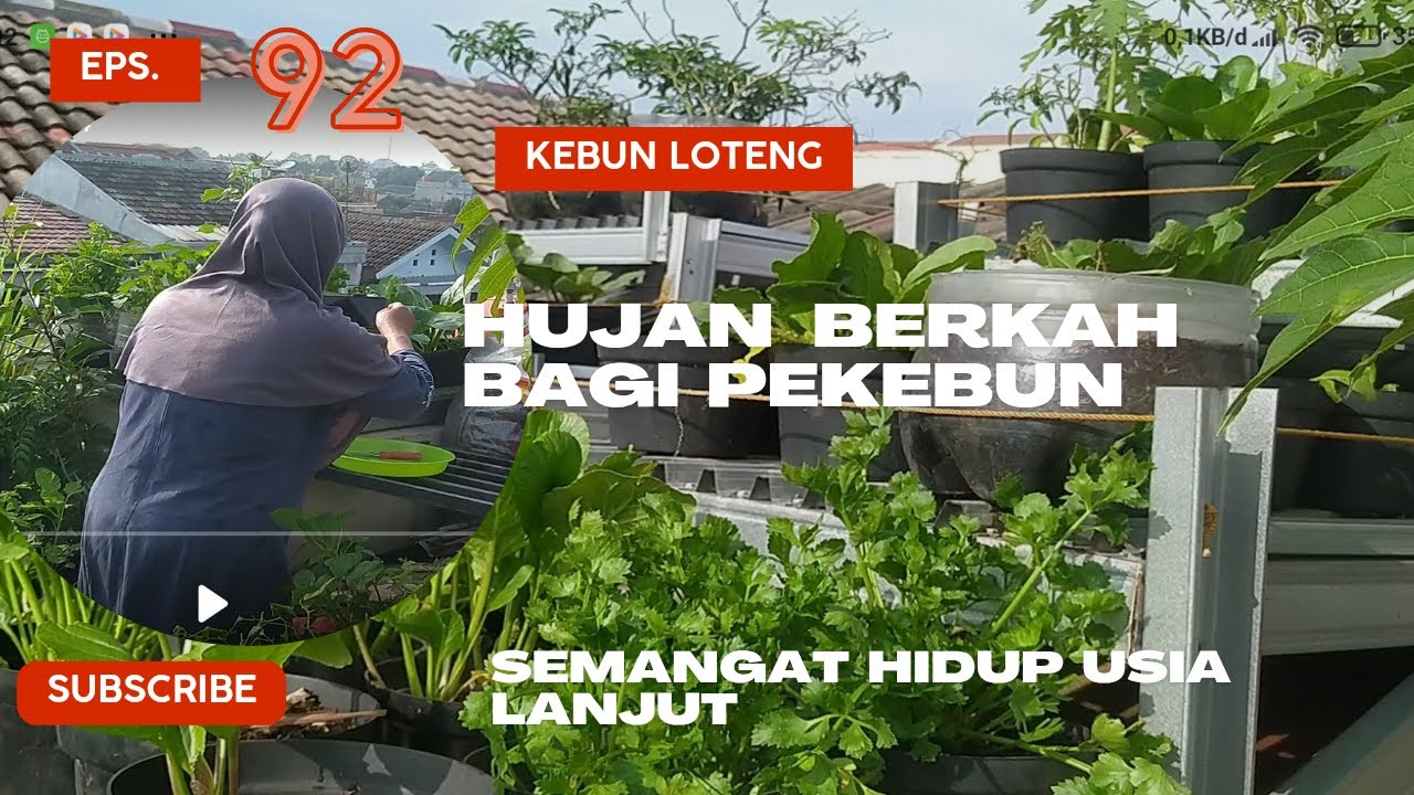 Eps. 92: Kebun Loteng; Hujan Berkah  Bagi Pekebun; Semangat Hidup Usia Lanjut