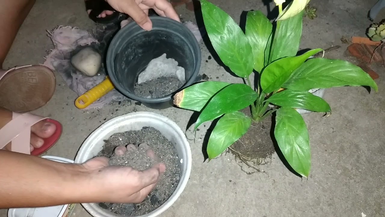 Replante,substrato e cuidados com o lírio da paz.