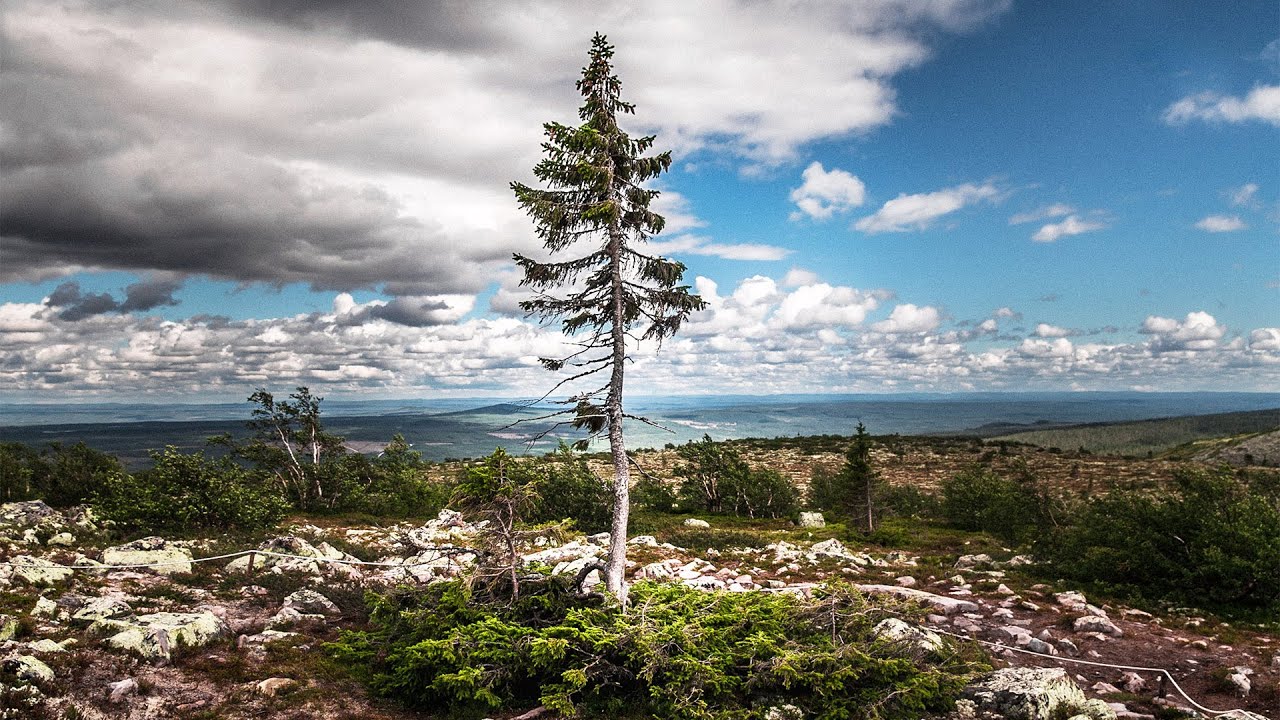Om skogen - Kampen om Sveriges sista naturskogar