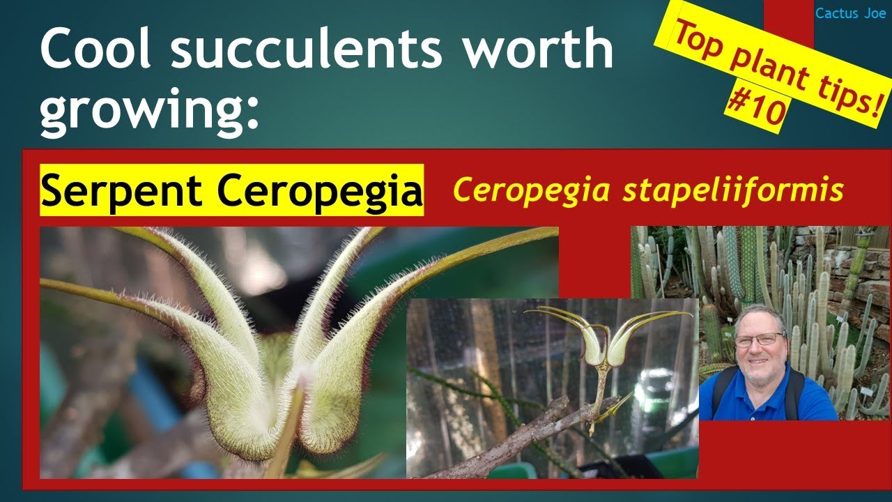 FLOWERING SERPENT CEROPEGIA stapeliiformis unusual #succulent in my greenhouse collection #stapelia