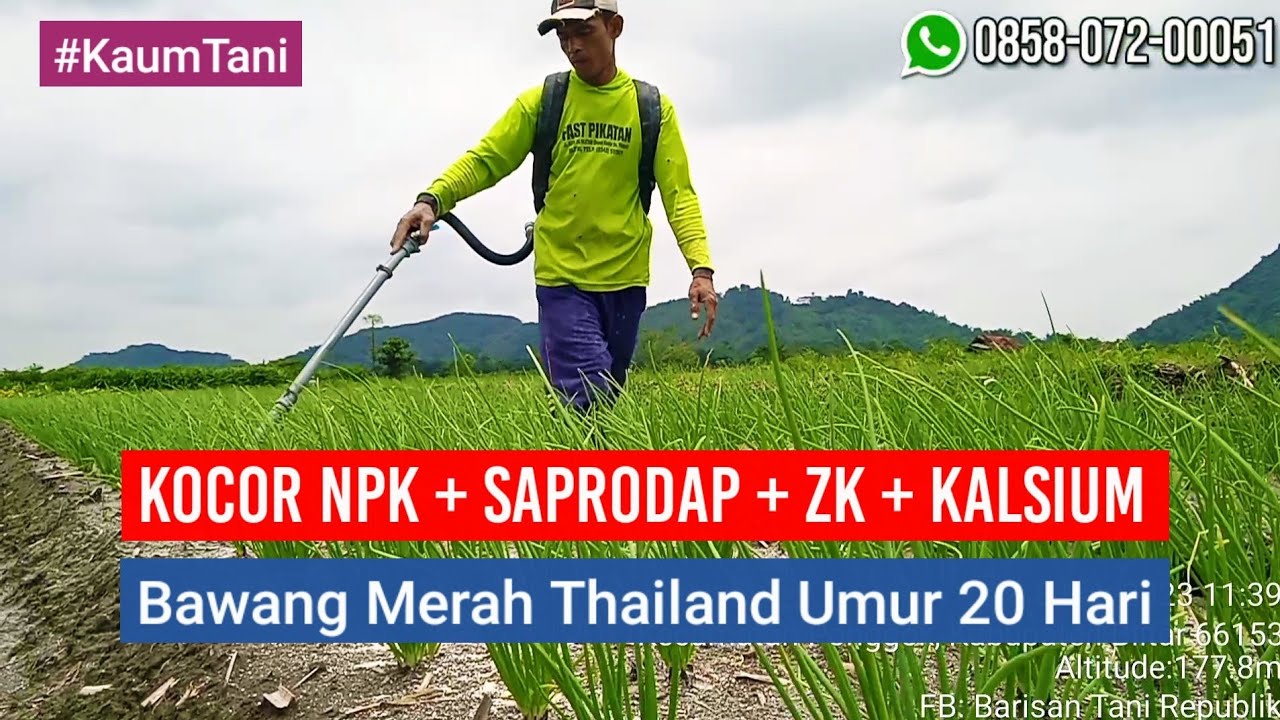 KOCOR KEDUA PAKAI PUPUK NPK + SAPRODAP + ZK + KALSIUM SAAT BAWANG MERAH THAILAND UMUR 20 HARI