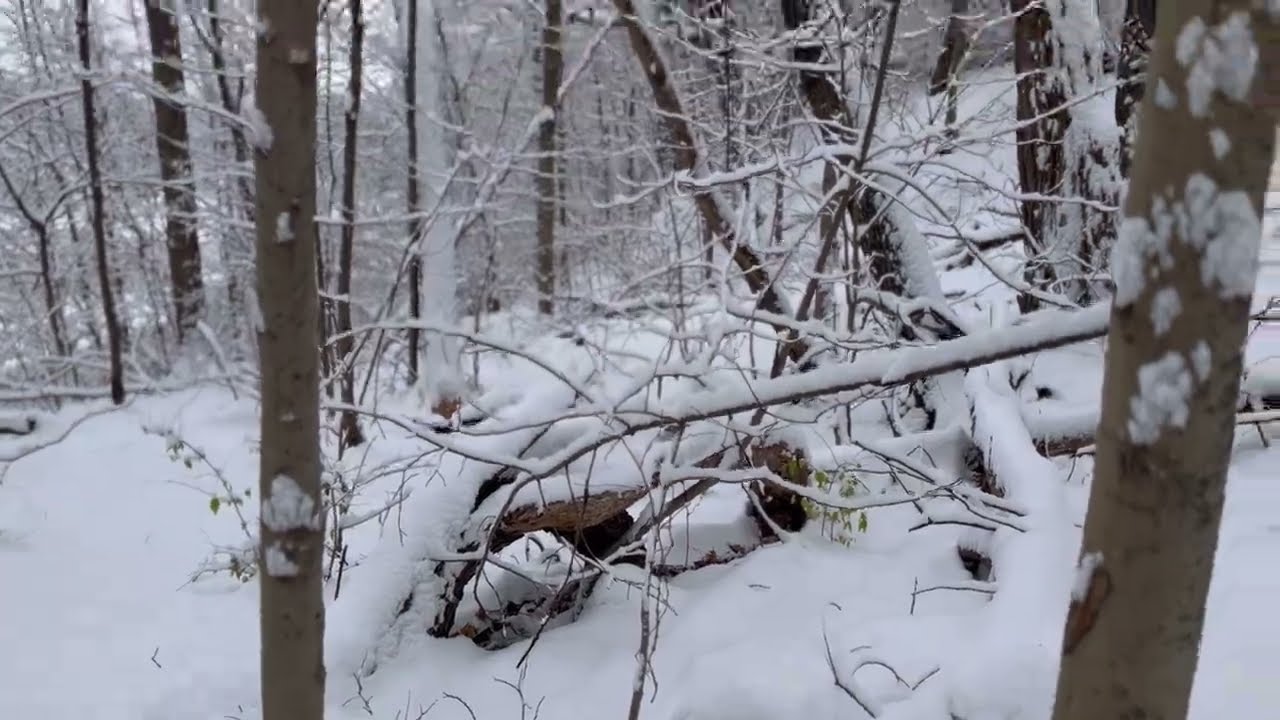 Snowy Days/ Merry Christmas & My Dog Takes Me For A Hike