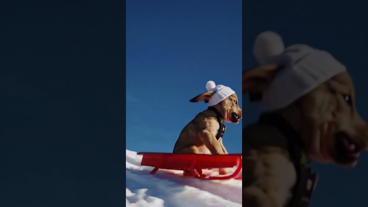 Puppy’s Joyful Sled Ride 