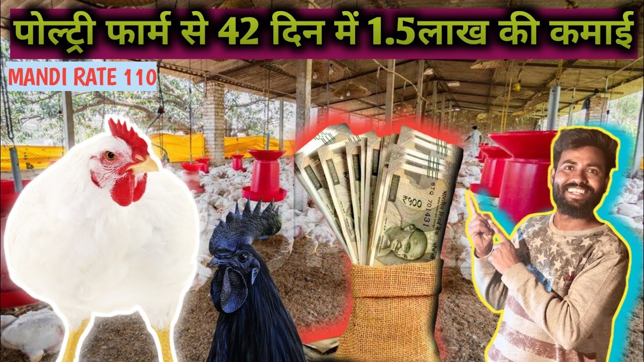 Poultry||Poultry farm business||पोल्ट्री फार्म|पोल्ट्री फार्म बिजनेस||42 दिन में 1.5 लाख की कमाई||