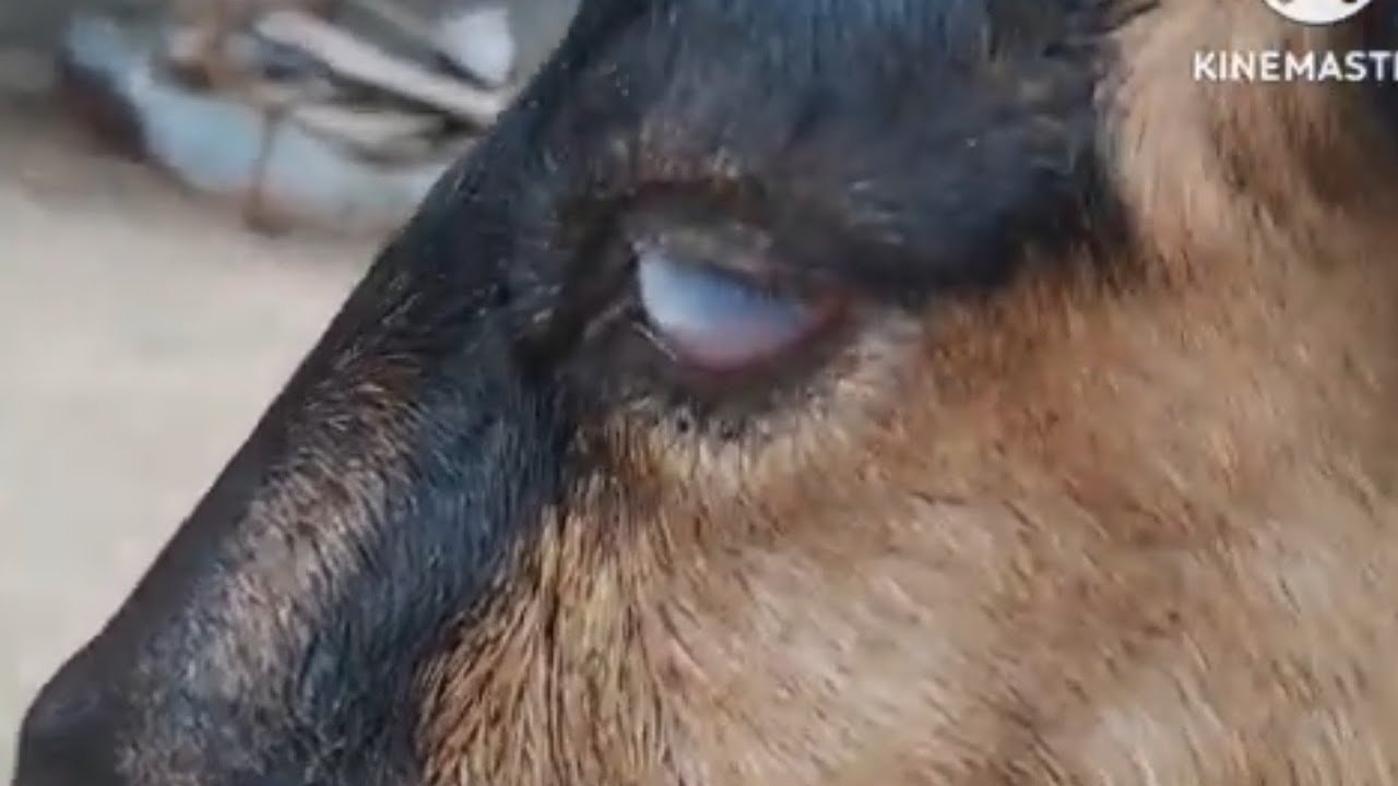 treatment of goat eyes | bakri ki ankh white ya red hojaye to kya karen #conjuctivegoateye