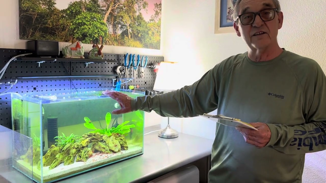 Starting And Maintaining A Cherry Shrimp Colony