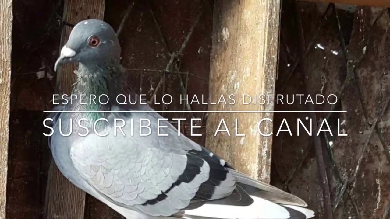 Palomas Mensajeras de Cuba