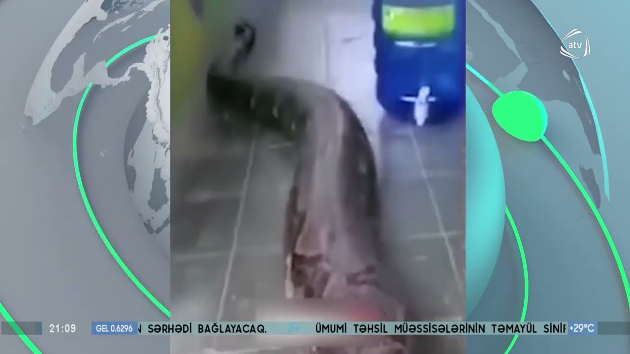 Evində d&uuml;nyanın ən b&ouml;y&uuml;k ilanı ilə qarşılaşdı
