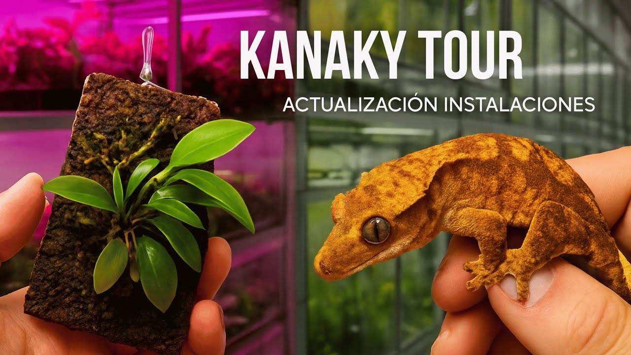 Así son NUESTRAS INSTALACIONES 🦎 Terrarios, invernadero y planes de futuro | KANAKY VLOG #181