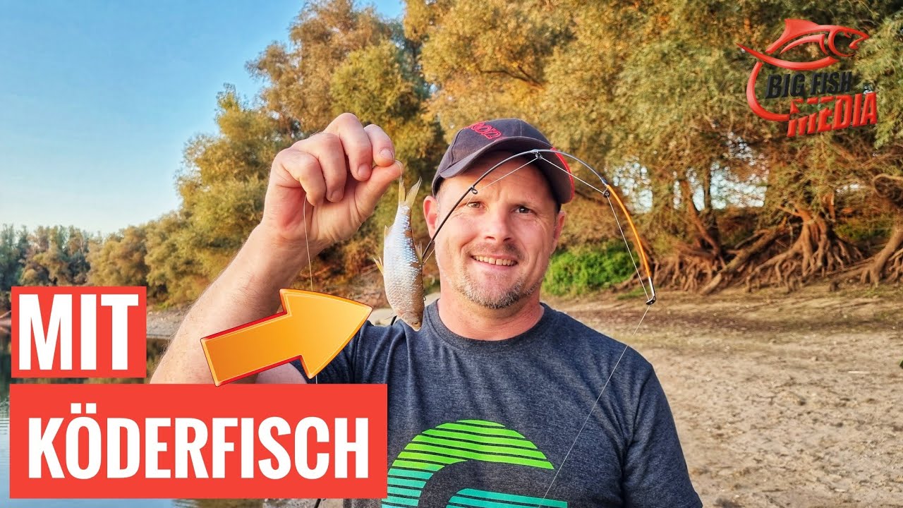Mit Köderfisch auf Zander & Co: So geht’s ganz einfach beim Grundangeln | Gregor trifft den Profi
