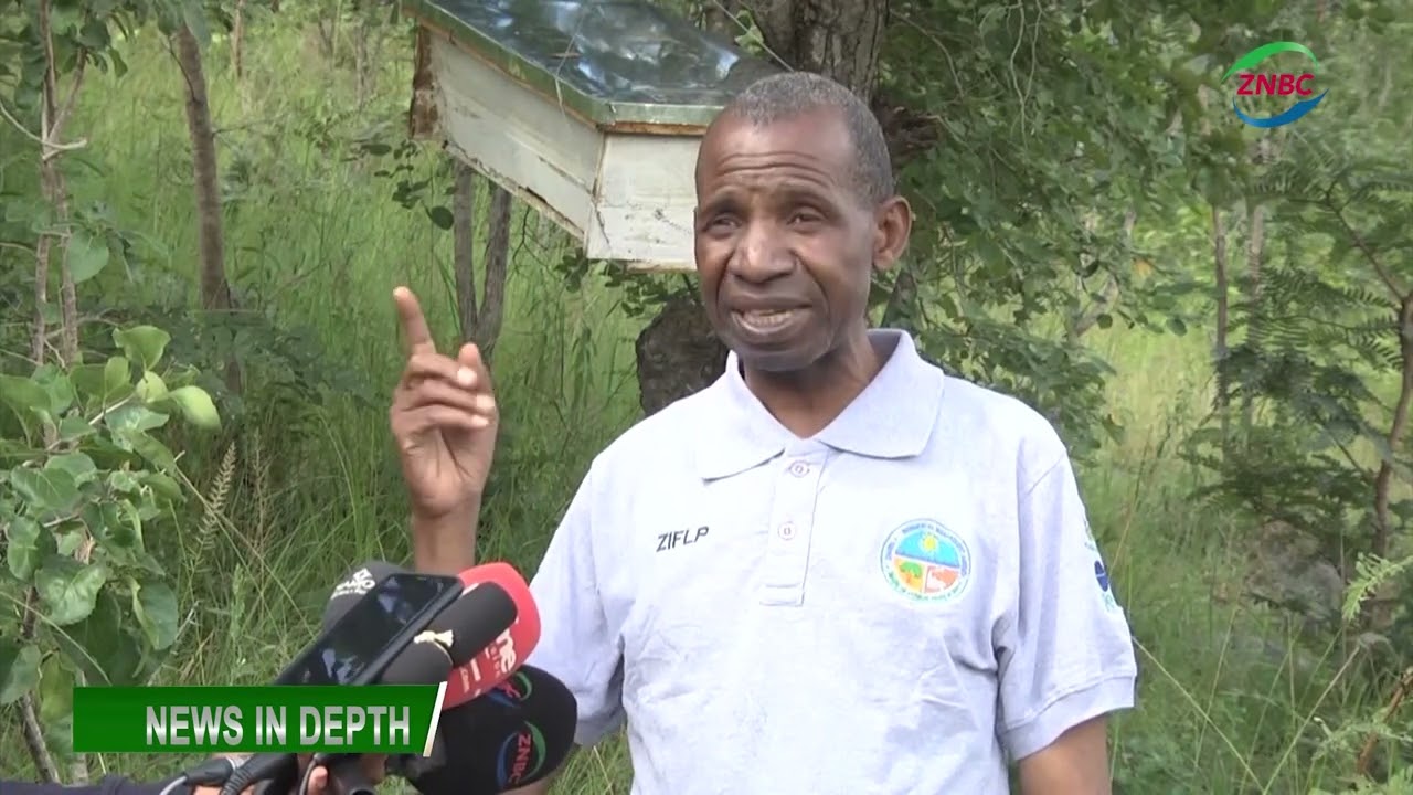 NEWS IN DEPTH   ZAMBIA INTEGRATED FOREST LANDSCAPE PROJECT   EASTERN PROVINCE