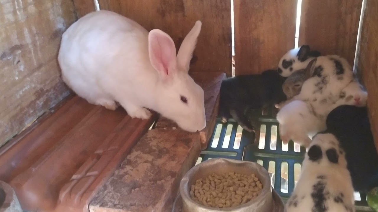 CRIAÇÃO DE COELHOS | Coelhinhos novos