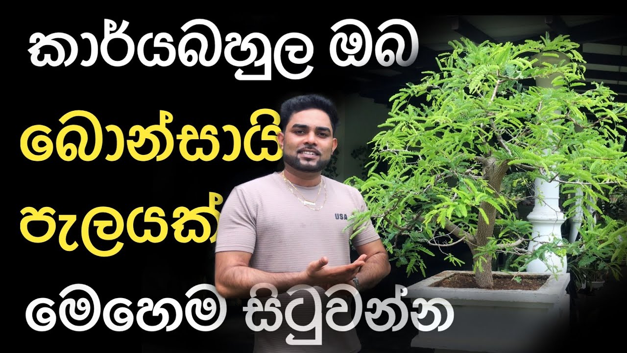 පහසුවෙන්ම බොන්සායි පැලයක් හදමු. කාර්යබහුල ඔබ, මේ විදියට බොන්සායි පැලයක් සිටුවන්න. @bonsai. @බොන්සියි