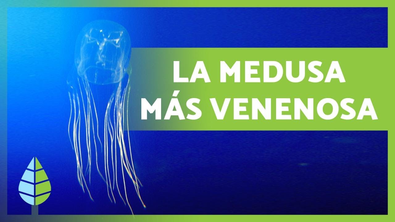 Avispa de mar ☠️ La MEDUSA más VENENOSA (+5000 Muertos)