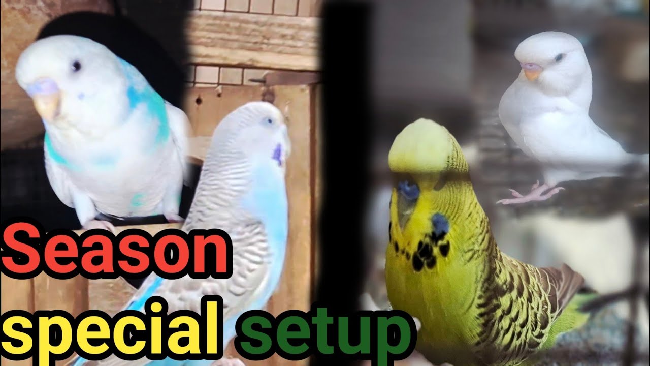 Show Budgies Progress & Setup Reveal”+“Season Special Budgies Breeding 🔥 Progress+Season Special..