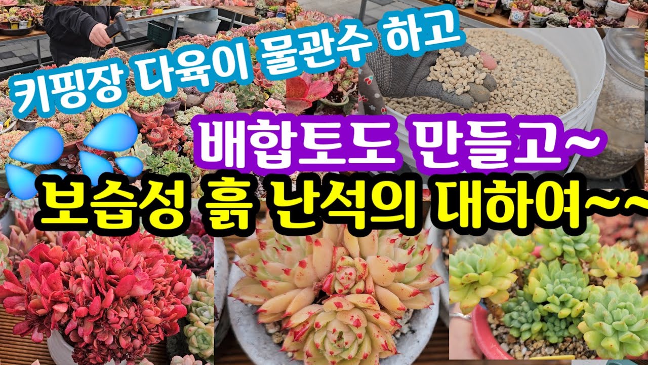 올만예 키핑장 다육이 겨울 물관수 하고 배합토도 만들고 쬐끔 보살 폈네유~😂해주고나면 확실히 이뻐져요~ㅋㅋ 😆