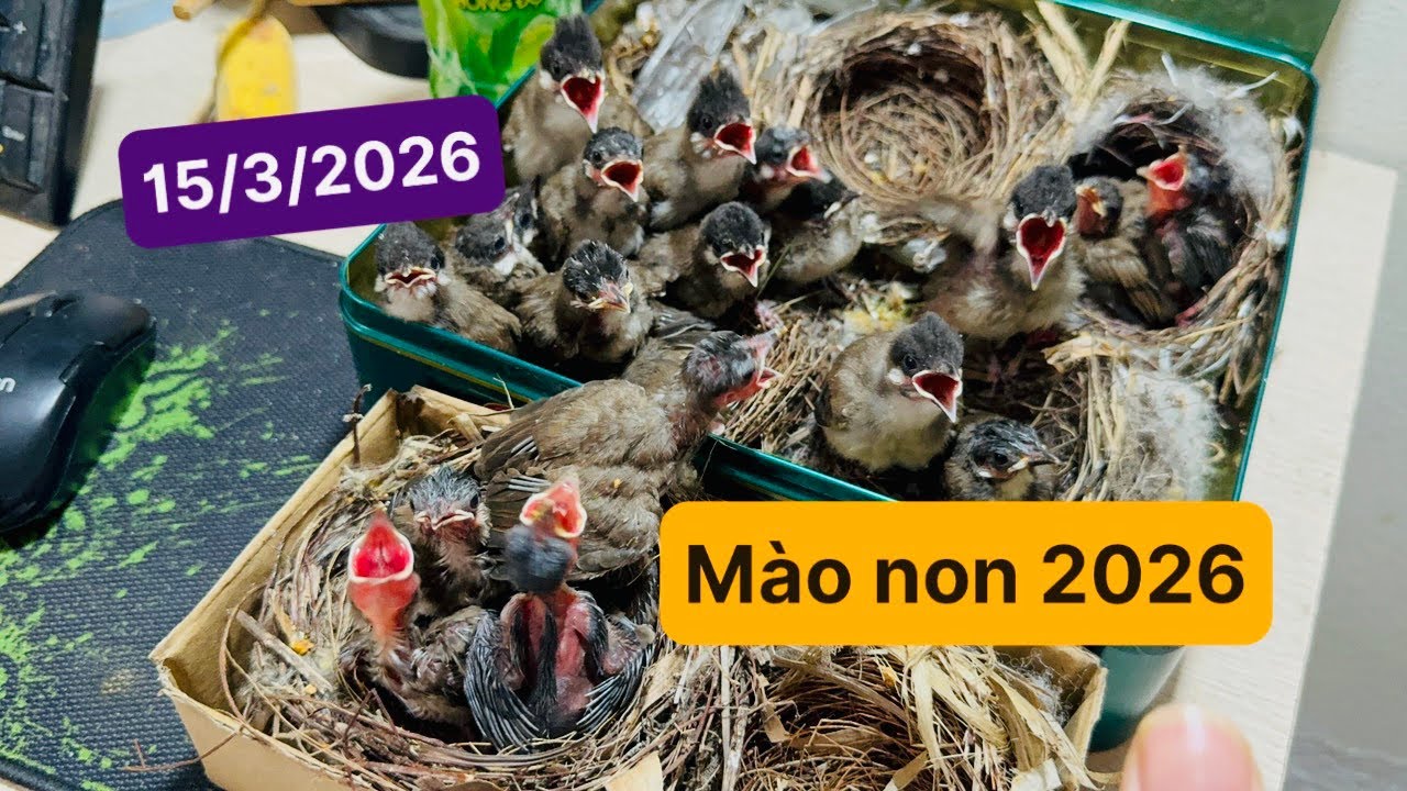 Chào mào non