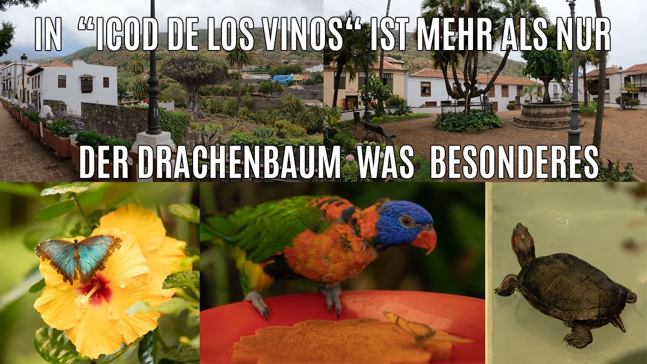 Icod de los Vinos, Plaza Andrés de Lorenzo Caceres, Alter Drachenbaum, Schmetterlinghaus, Teneriffa