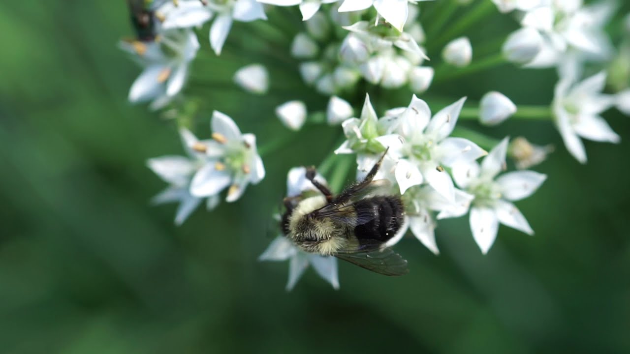 Insect friendly garden