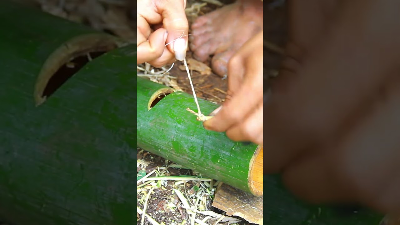 amazing bamboo rat trap