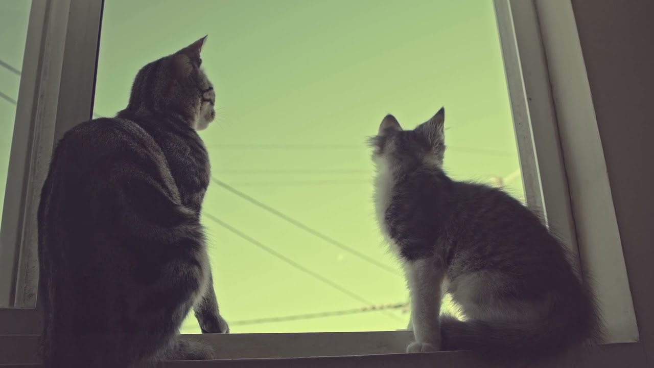 Aesthetic Cat Video (HD)