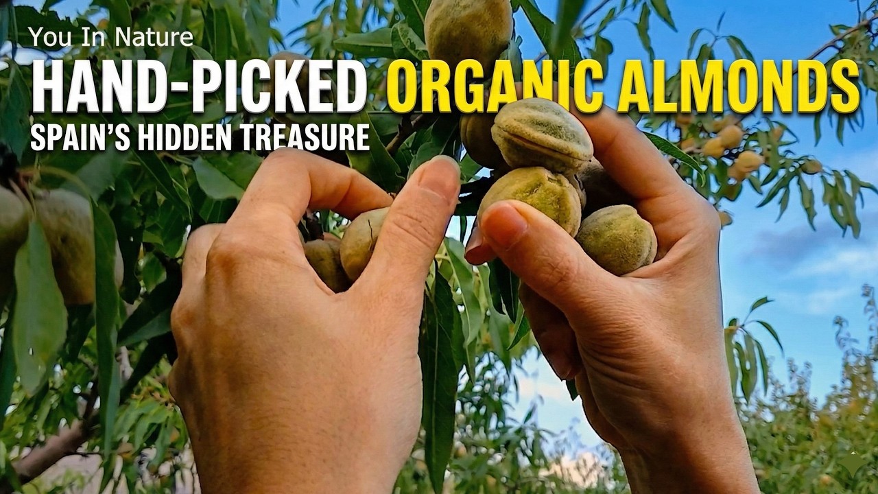 Relaxing Organic Almond Harvest in Almería, Spain | Hand-Picked Nature Video 4K- You In Nature