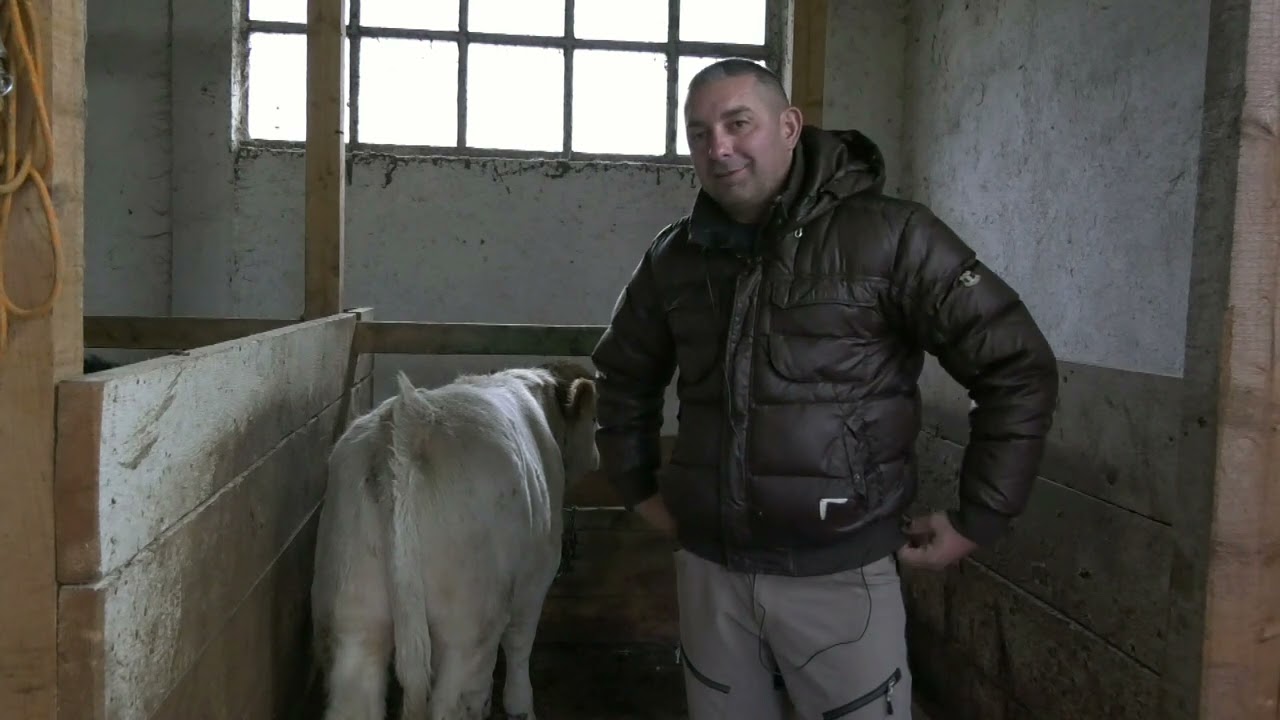 - GOLUB DADE KURTALJEVIĆA IMA NASLEDNIKA, SANICA 2023