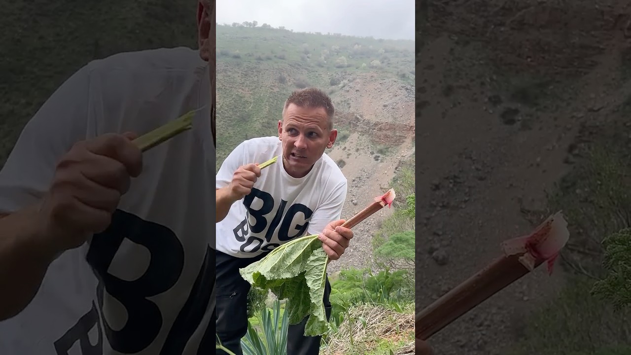 Нашел в горах как растёт кислячка😃👍