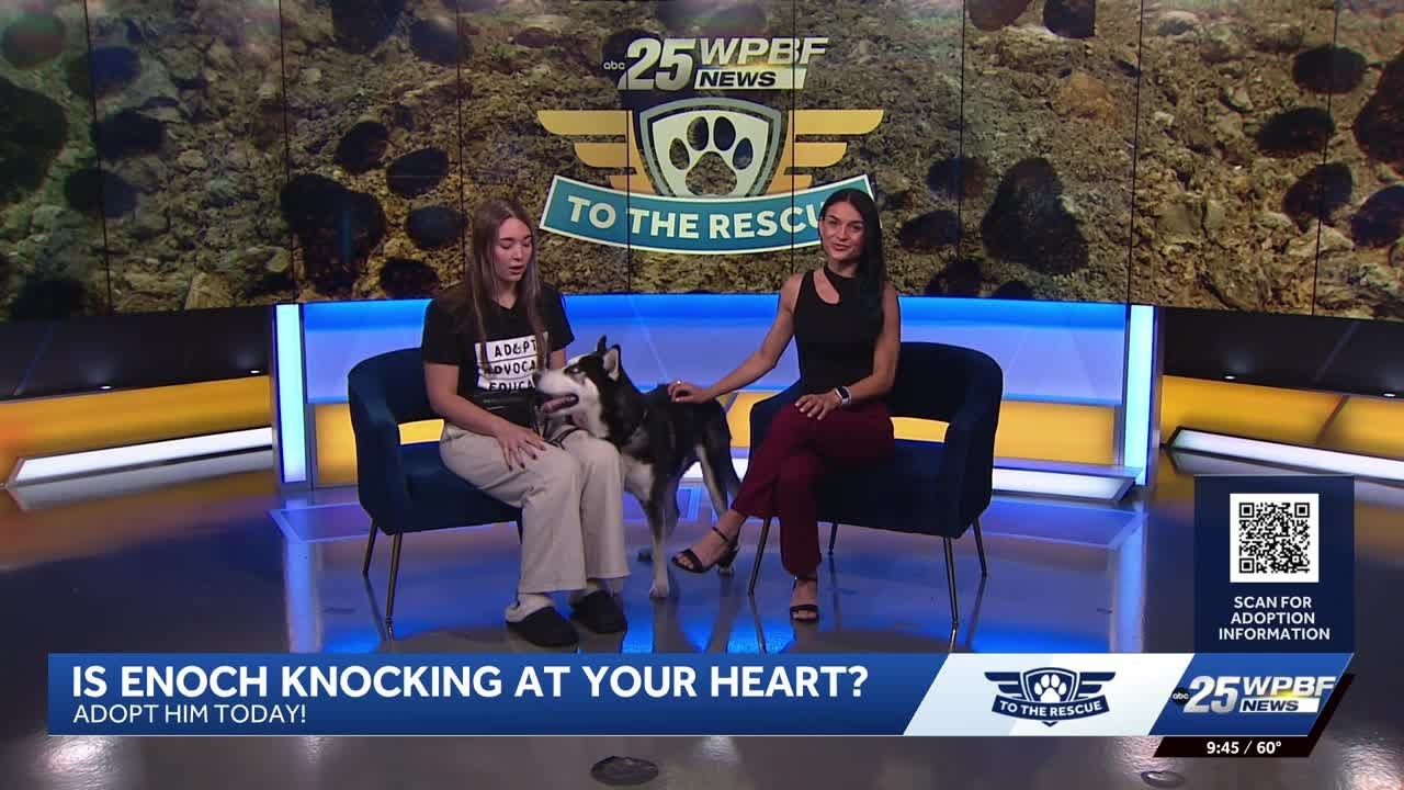 WPBF to the Rescue: Helping animals find forever homes