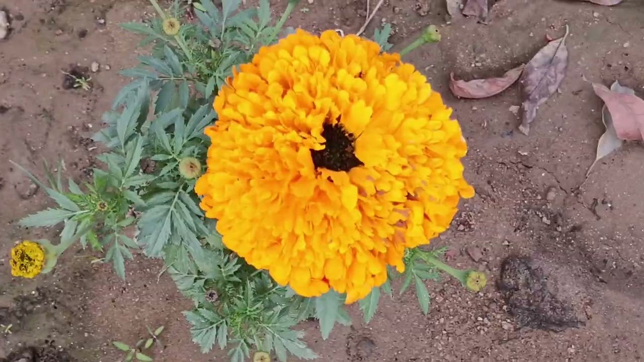 Horticulture noorsarai  🌺🌹