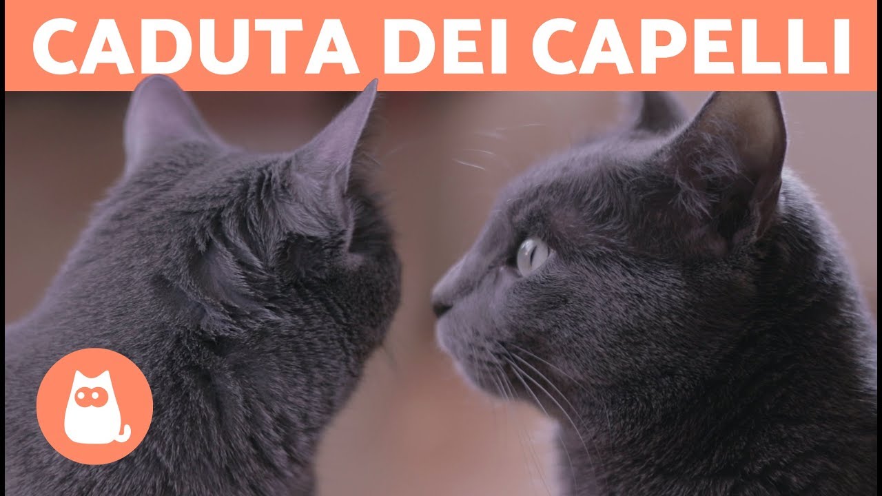 Gatto che PERDE PELO: motivo di preoccupazione?