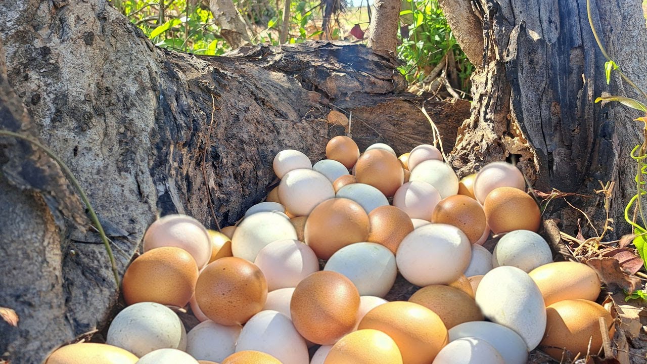Wow wow! Pick lots of duck eggs near the water's edge, picking the best ones by hand.