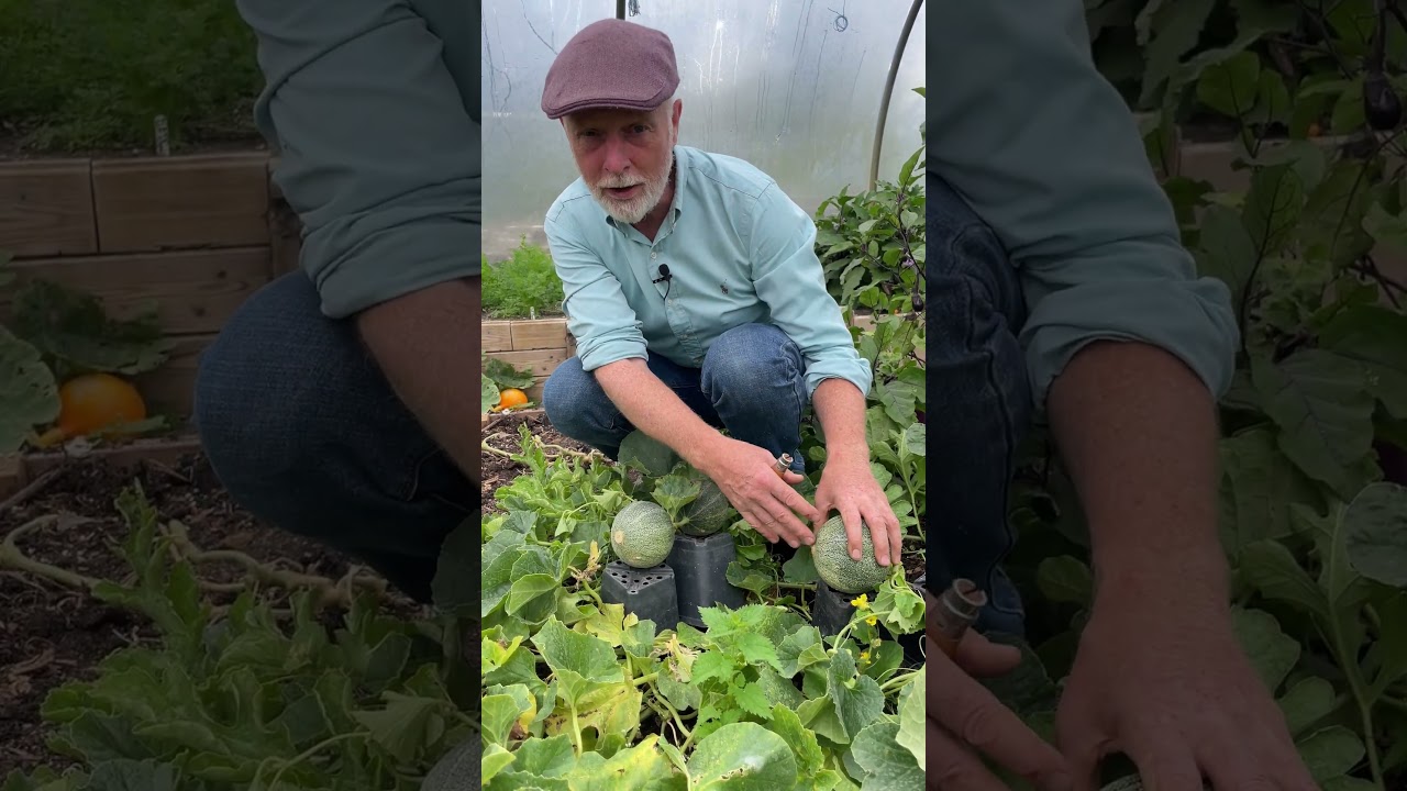 Sweet #Melon Harvest Time! (with some pest protection tips) #growyourownfood #gardening