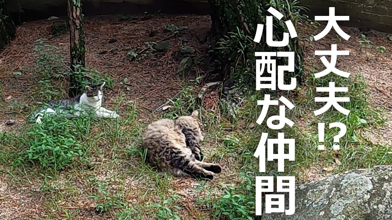 倒れる猫がいた!それを心配する仲間がいたが結局…