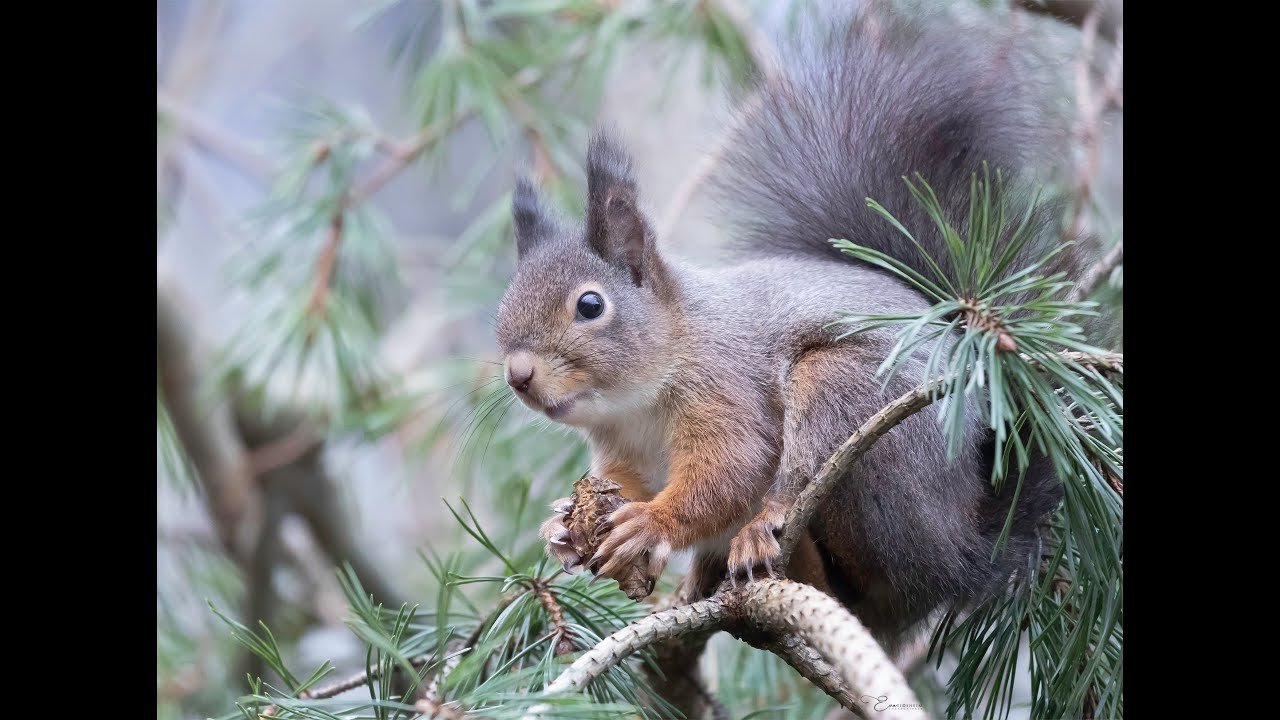 Nature and Wildlife Photography - Vol.2