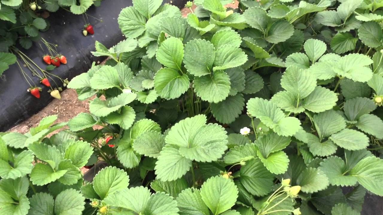 Intervista a Rocco Zuccarella - azienda Esmeralda ass. Op Assofruit Italia