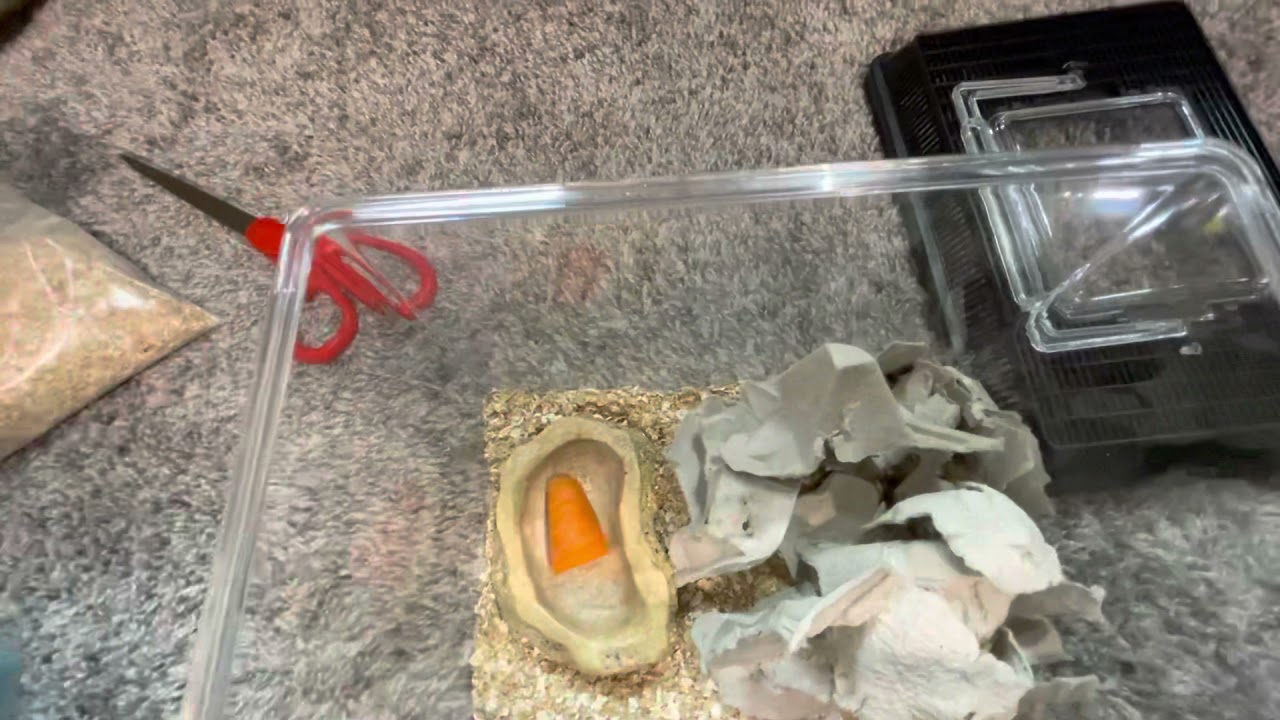 Buffalo Beetle Colony Setup! | Arid Clean Up Crew Insects