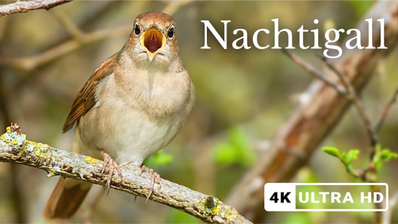 Nachtigall Gesang – Entspannende Waldklänge für Schlaf & Ruhe