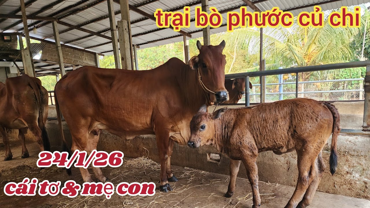 24/1/26: cặp cái tơ: 34,5 & 46,5, mẹ con: 33,5, cái tách con: 14,5..lh 0366407679