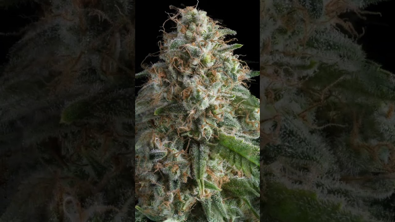 Durban Poison Auto
