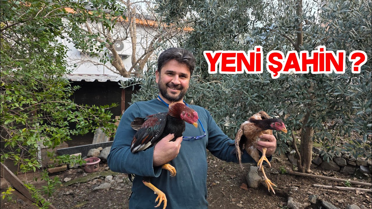 Hediye Hint Horozu ve Tavuğu Geldi