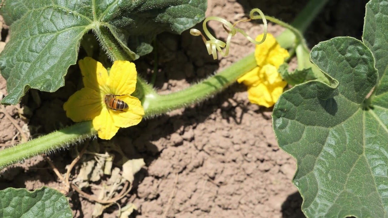 Cantaloupe Pollination