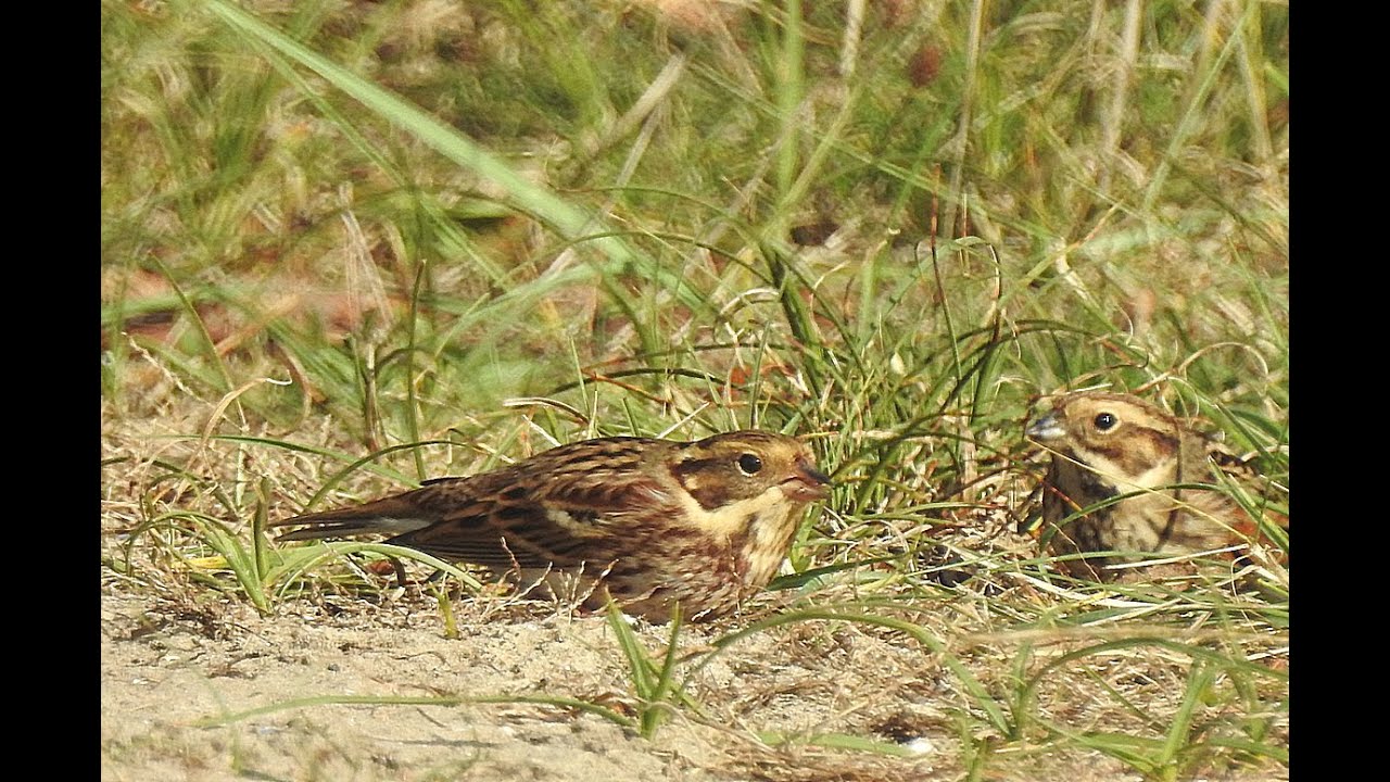 Rustic Bunting with Reed Bunting in the Dutch dunes.. - Bosgors  -  Will Schep